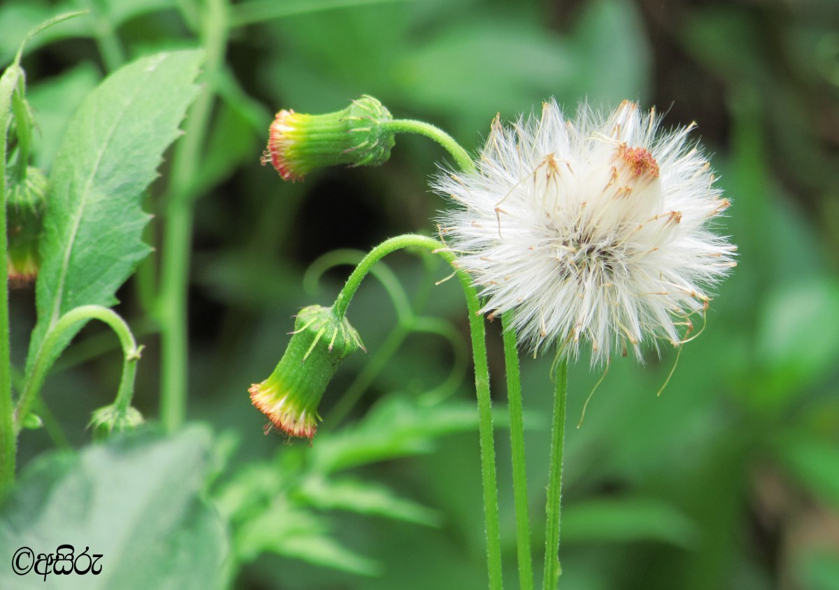 Crassocephalum crepidioides (Benth.) S.Moore